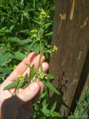 Sisymbrium officinale