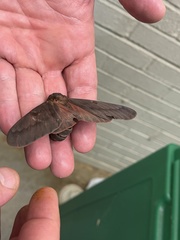 Citheronia sepulcralis