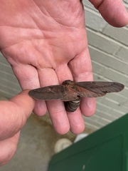 Citheronia sepulcralis