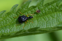 Phymatapoderus flavimanus