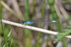 Coenagrion glaciale