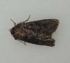 Oligia latruncula