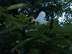 Pterospermum suberifolium