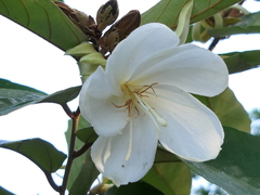 Pterospermum suberifolium