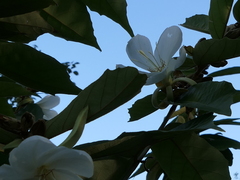 Pterospermum suberifolium