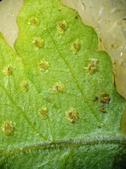 Tectaria subsageniacea