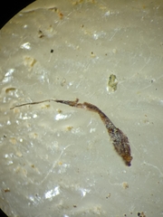 Tectaria subsageniacea