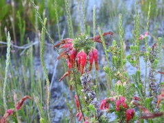 Erica monadelphia
