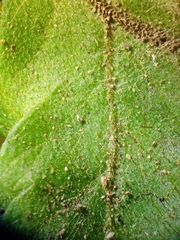 Tectaria subsageniacea