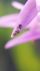 Disa obliqua