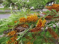 Grevillea robusta