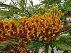 Grevillea robusta