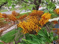 Grevillea robusta