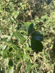 Grewia caffra