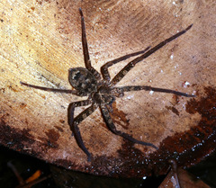Heteropoda longipes