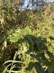 Grewia caffra
