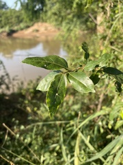 Grewia caffra