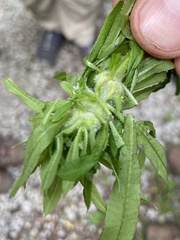 Dasineura aparines