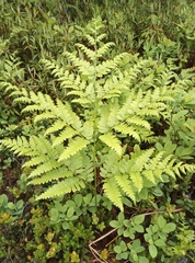 Pteridium latiusculum