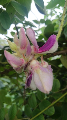 Mahidol's Afgekia (Afgekia mahidoliae)