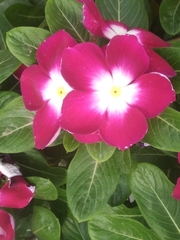 Catharanthus roseus