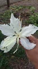 Lysiphyllum winitii