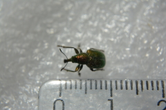 Rhynchites auratus