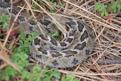Crotalus ravus ravus