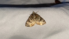 Evecliptopera illitata