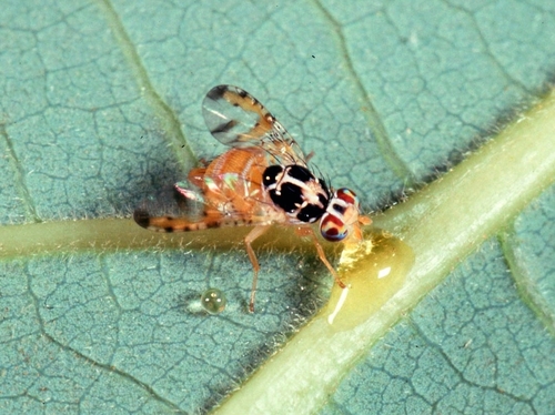 Capparimyia aenigma