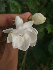 Jasminum sambac