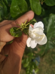 Jasminum sambac