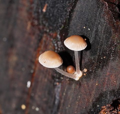 Mycena carmeliana
