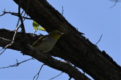 Zosterops erythropleurus