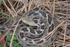 Crotalus ravus ravus