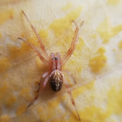 Araneae