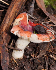 Russula persanguinea