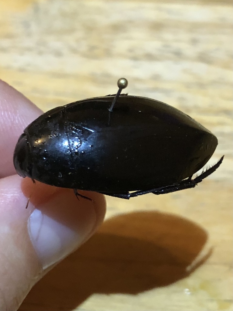 Hydrophilus ensifer
