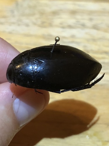 Hydrophilus ensifer