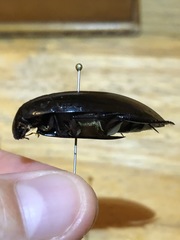 Hydrophilus ensifer