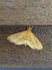 Portentomorphini