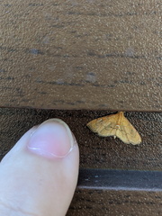 Portentomorphini