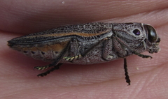 Lampetis quadriareolata