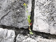 Blackstonia perfoliata