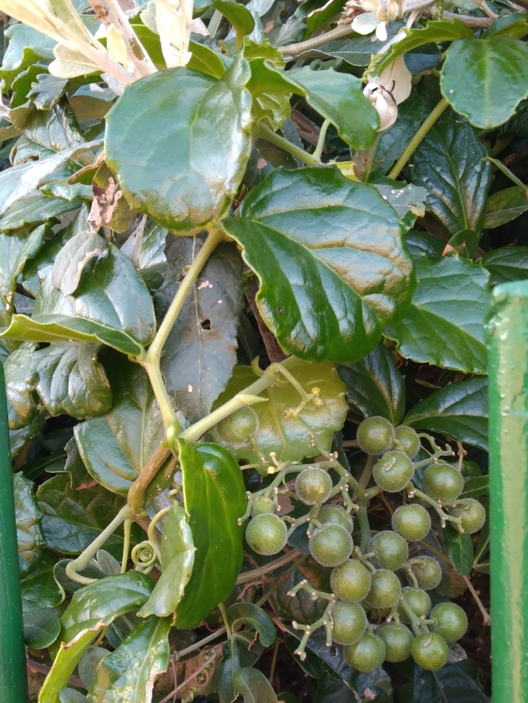 Cyphostemma flaviflorum, North Beach, Durban, 4001, South Africa