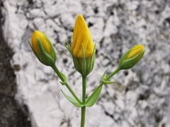 Blackstonia perfoliata