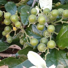 Cyphostemma flaviflorum