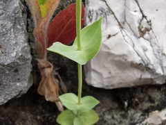 Blackstonia perfoliata