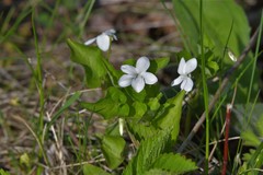 Viola acuminata