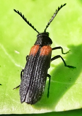 Omethidae
